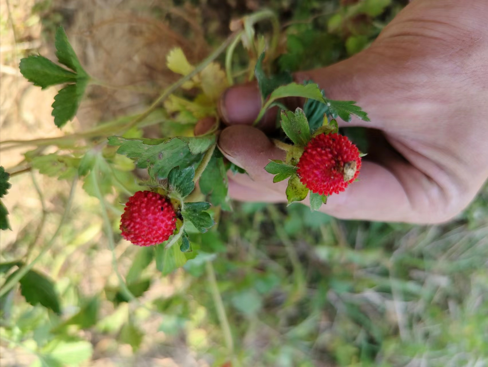 野草莓俗称叫什么，野草莓还有哪些名字