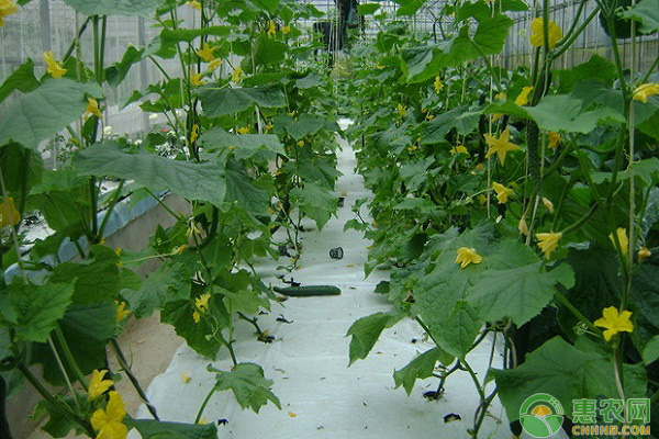 黄瓜生长周期多少天，黄瓜从种植到采摘需要多久