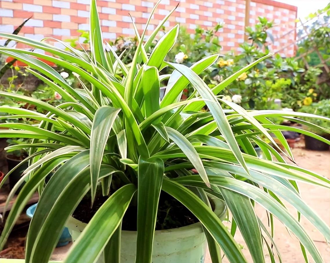 四季常绿的室内盆栽，家养一年都是绿色的植物推荐