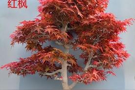 哪种红枫最漂亮，最好看的红枫树排行榜