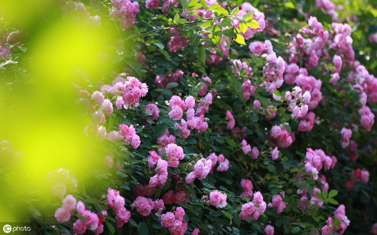蔷薇花的养殖方法和注意事项，关于蔷薇花的栽种技巧