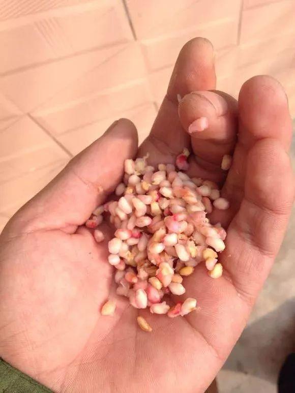 石榴种子怎么种植，石榴籽育苗和栽培方法