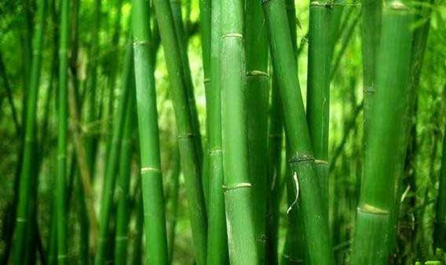 观赏竹都有哪些，常见的几种观赏竹的介绍