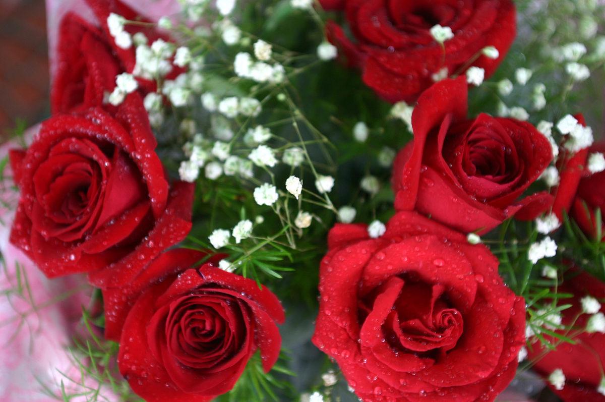 十八朵红玫瑰花代表什么意思，玫瑰花的寓意是什么