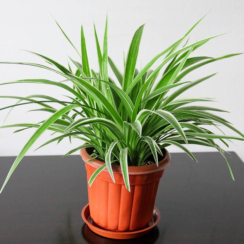 常见50种室内绿化植物，简单说一下在家适合养那些植物呢