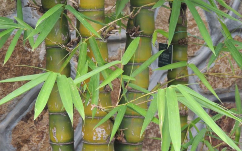 佛肚竹的养殖方法和注意事项，佛肚竹对环境的要求有哪些