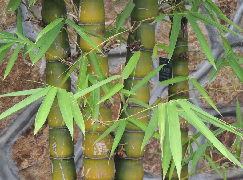 佛肚竹的养殖方法和注意事项，佛肚竹对环境的要求有哪些