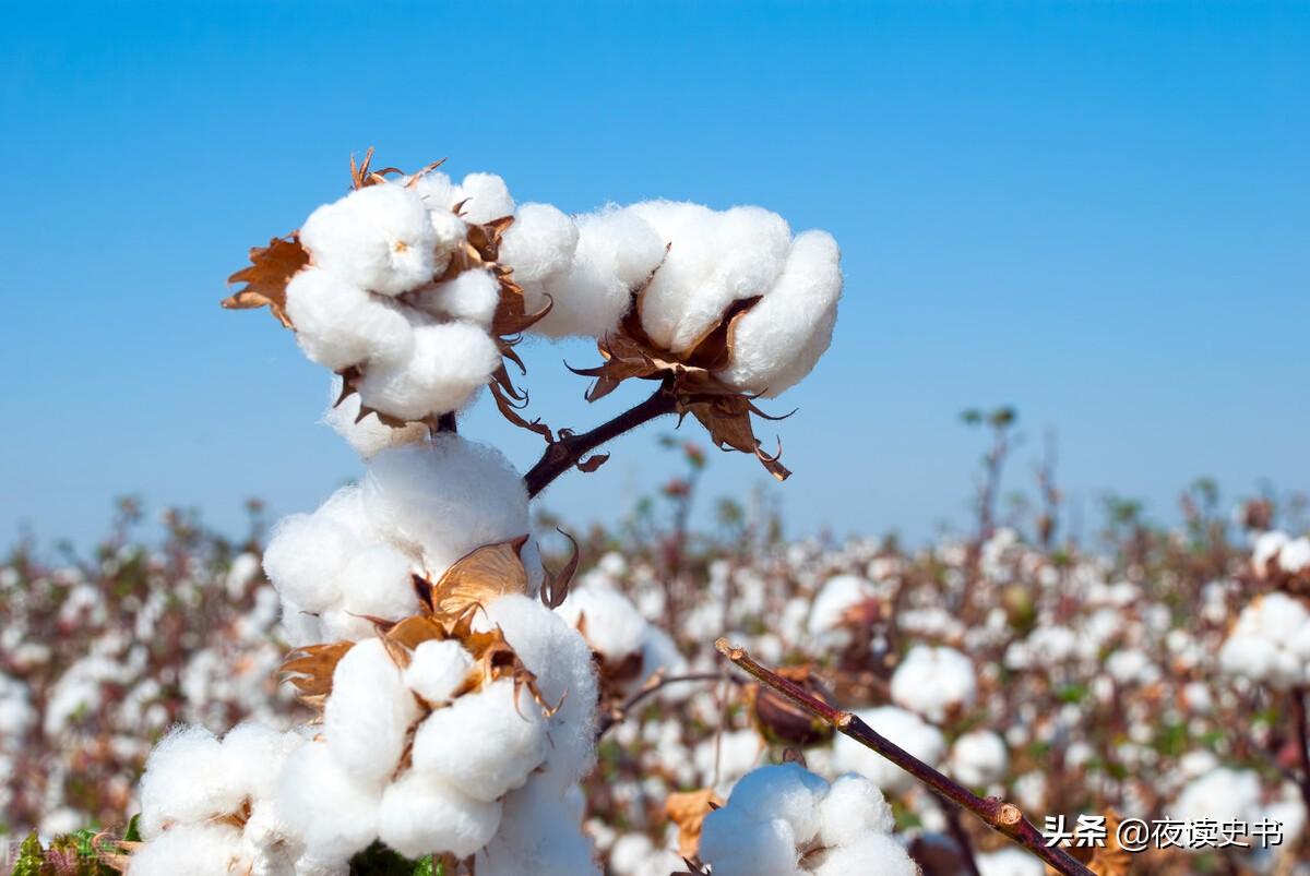 棉花原产地在哪个洲，棉花的起源是哪里