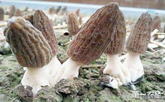 羊菌菇养殖方法，羊菌菇对生长环境的要求