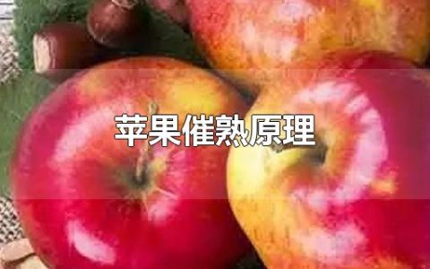 苹果催熟原理，苹果快速催熟的方法介绍