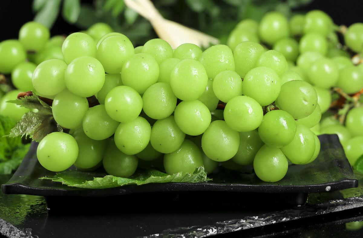 盆栽葡萄什么品种最好，适合花盆里种的葡萄品种