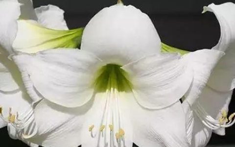 白色的花有哪些，常见的白色花有什么