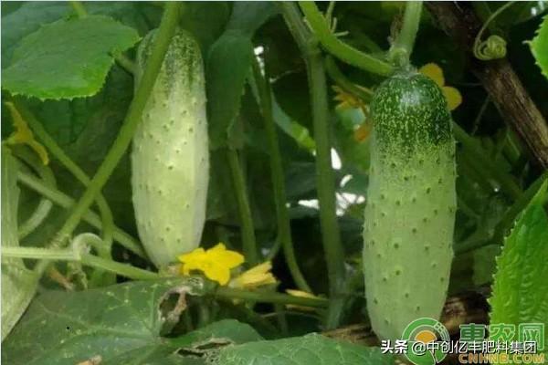 黄瓜的生长周期多少天，黄瓜的养殖方法