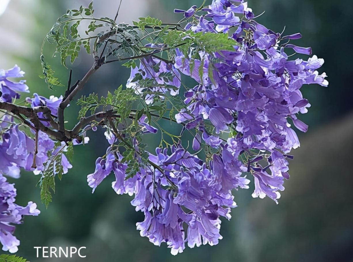 蓝花楹与凤凰木树的区别，蓝花樱和凤凰木树一样吗