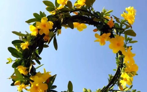 迎春花花语和寓意是什么，迎春花象征的意义介绍