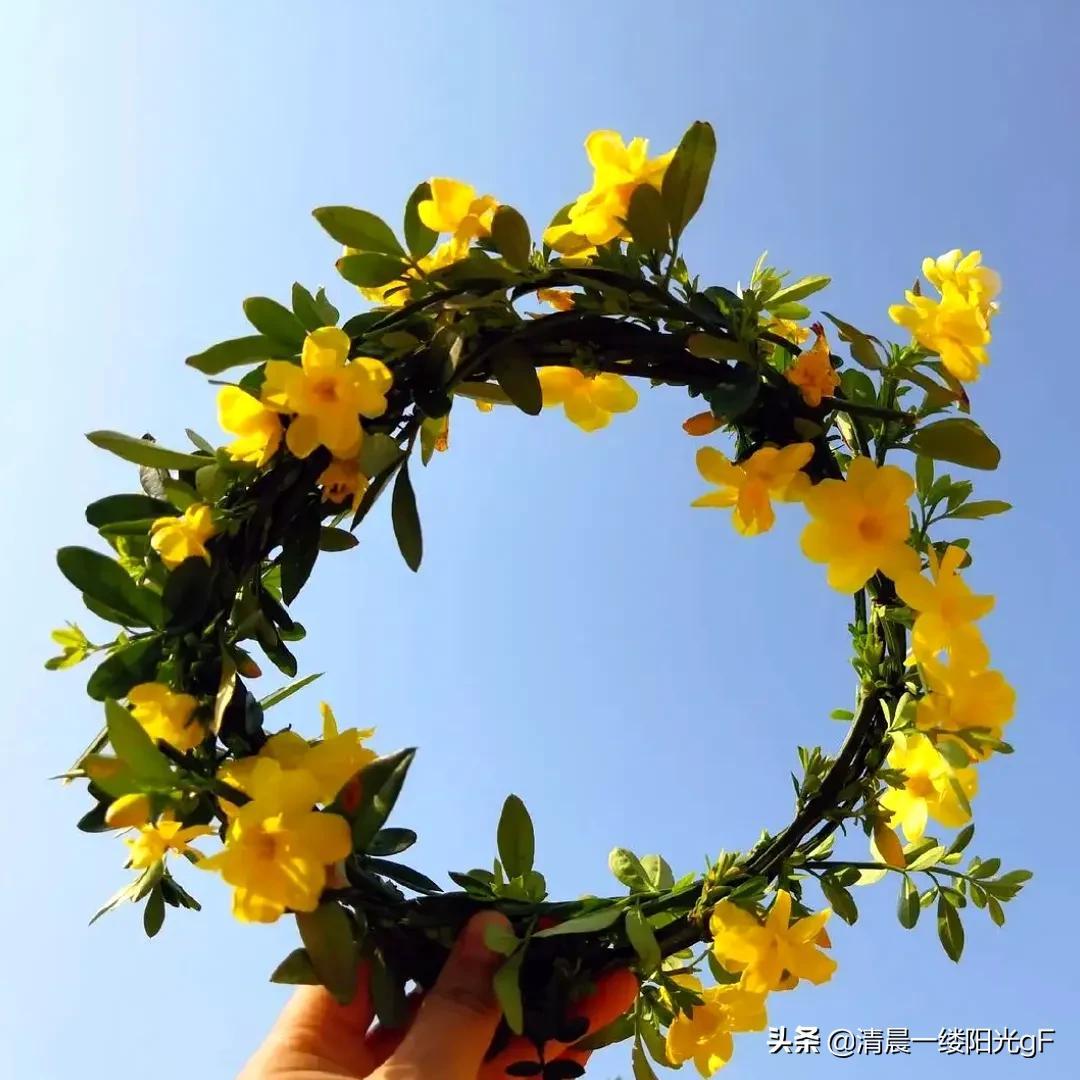 迎春花花语和寓意是什么，迎春花象征的意义介绍