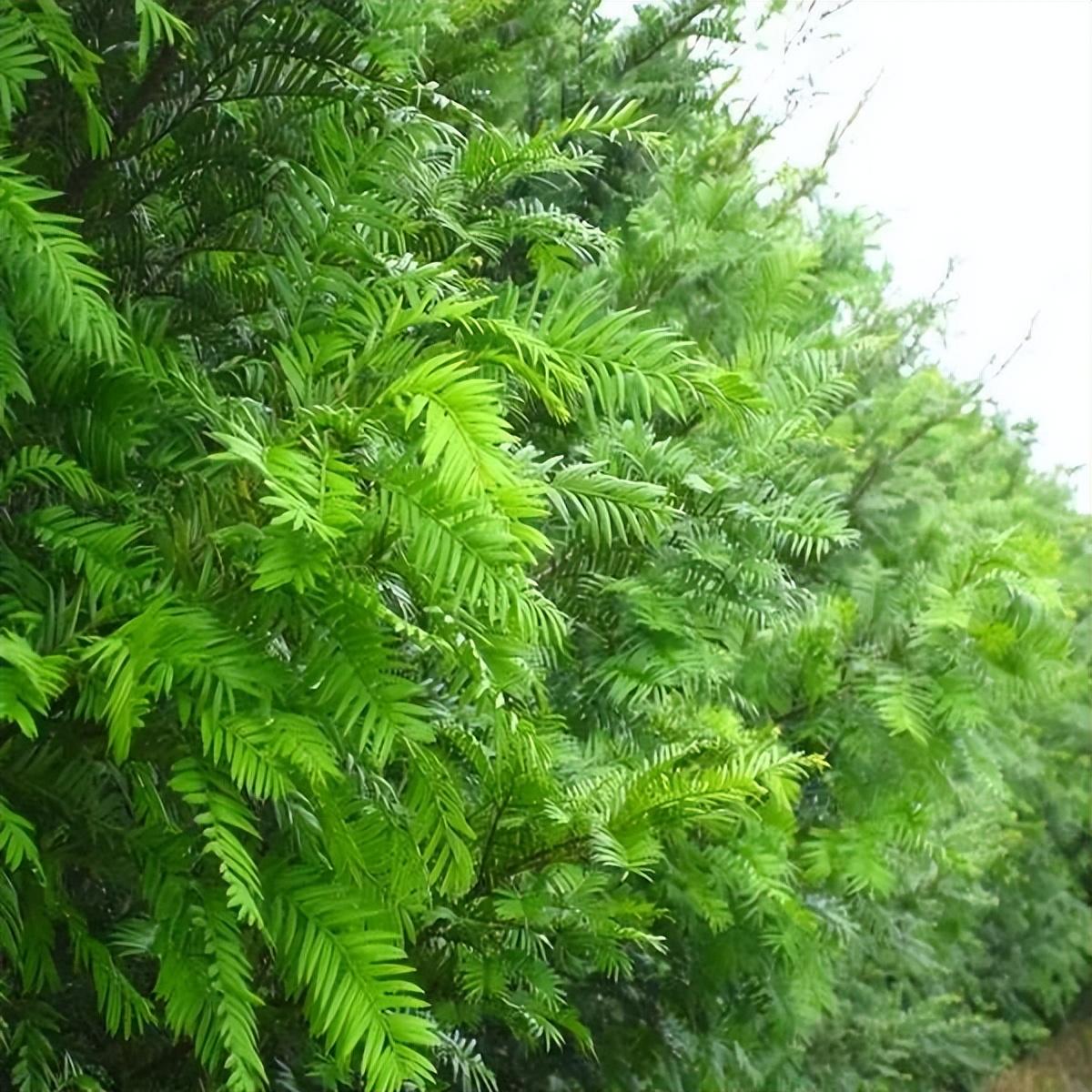 红豆杉是几级保护植物，红豆杉的相关资料介绍