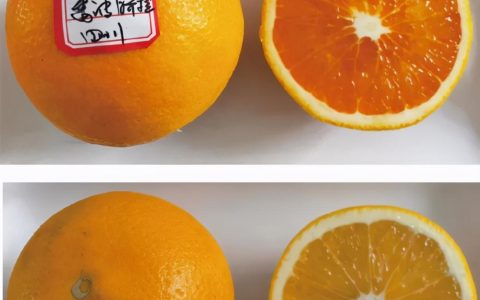什么橙子最好吃最甜，比较甜的橙子都有哪些呢