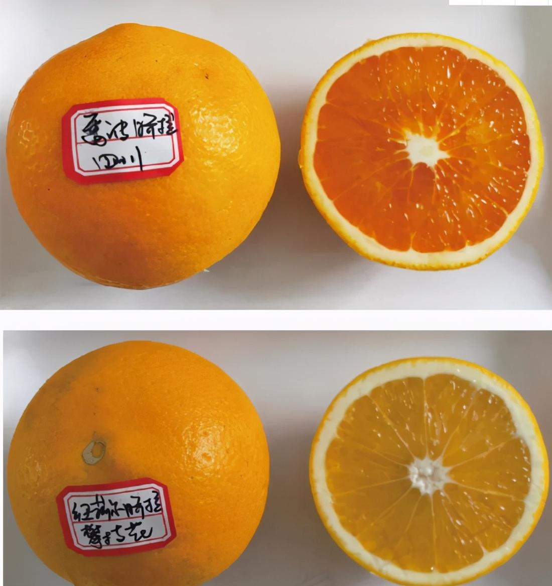 什么橙子最好吃最甜，比较甜的橙子都有哪些呢