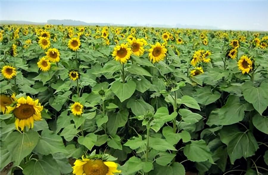 向日葵的养殖方法和注意事项，向日葵种植温度和湿度讲解