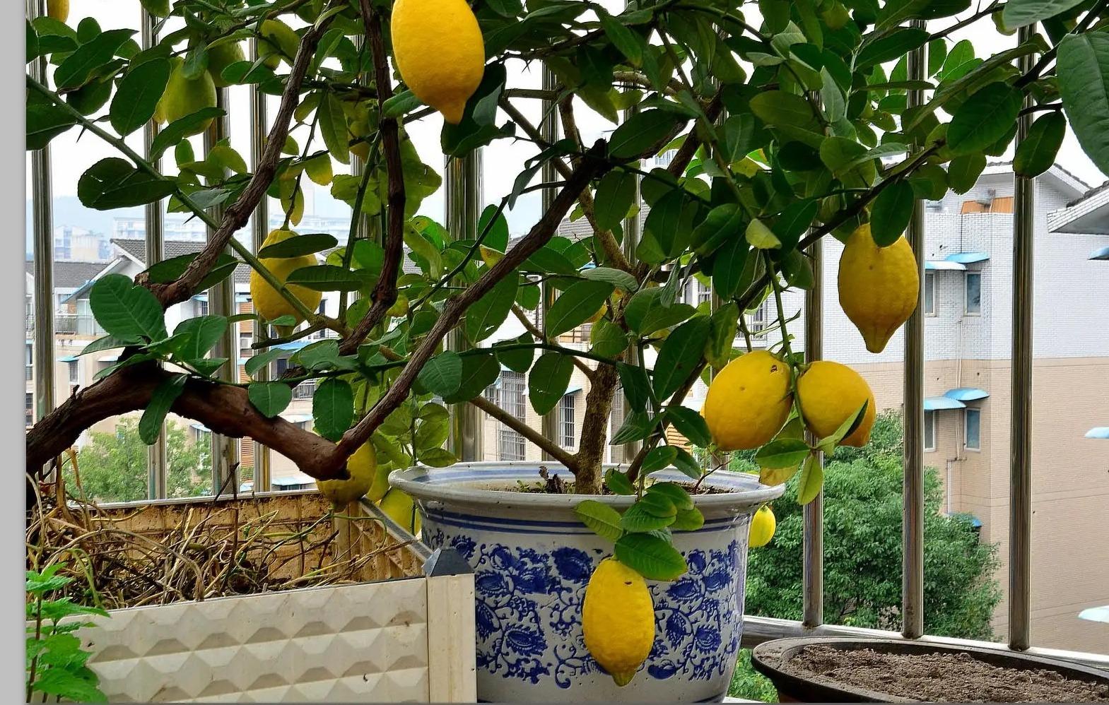 香水柠檬树的养殖方法，种植香水柠檬有哪些注意事项