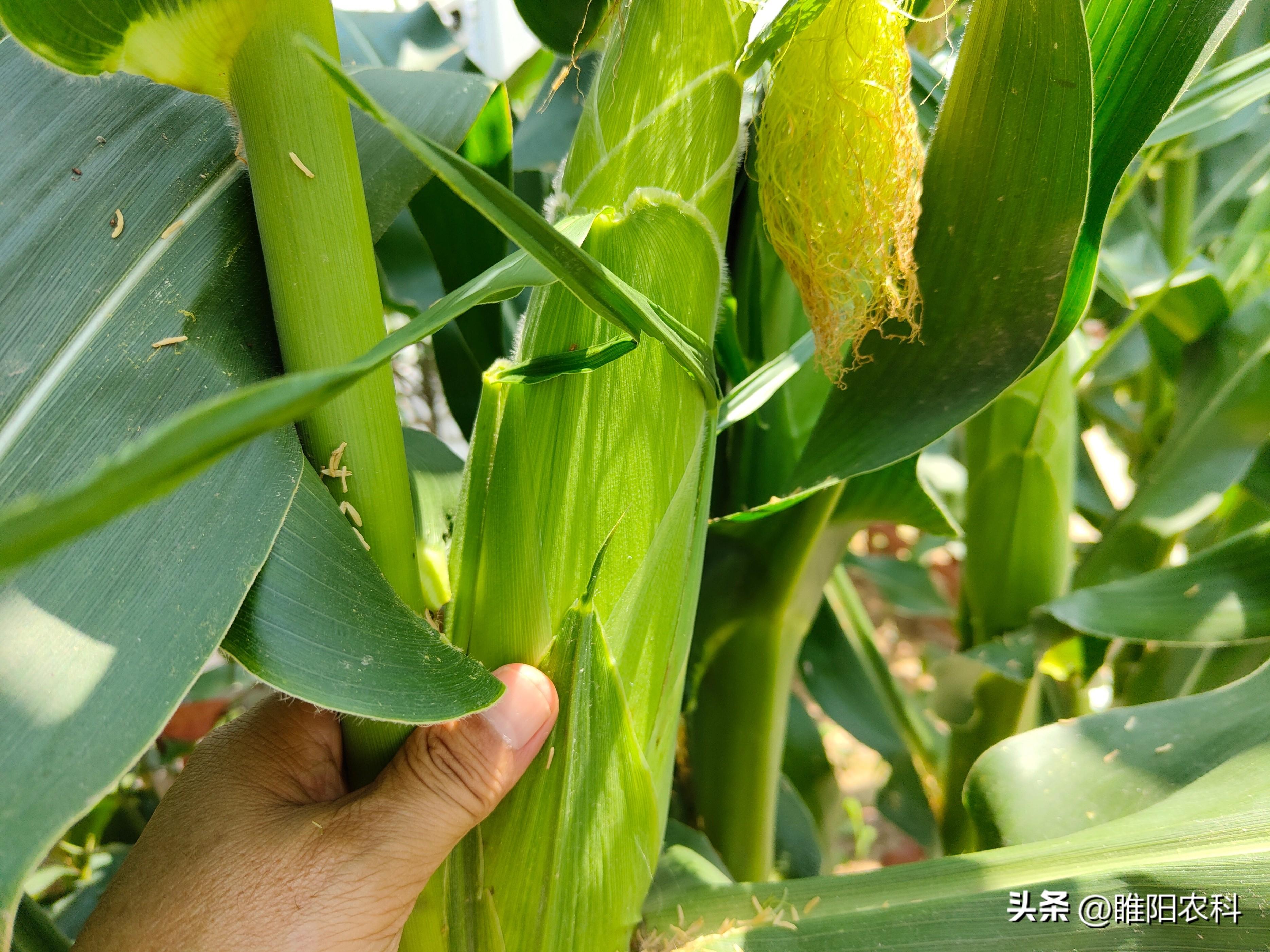 玉米的产地在哪里，国内主要种植玉米的省份
