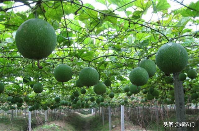 瓜蒌的种植方法和时间，瓜蒌的播种时间和栽培技术