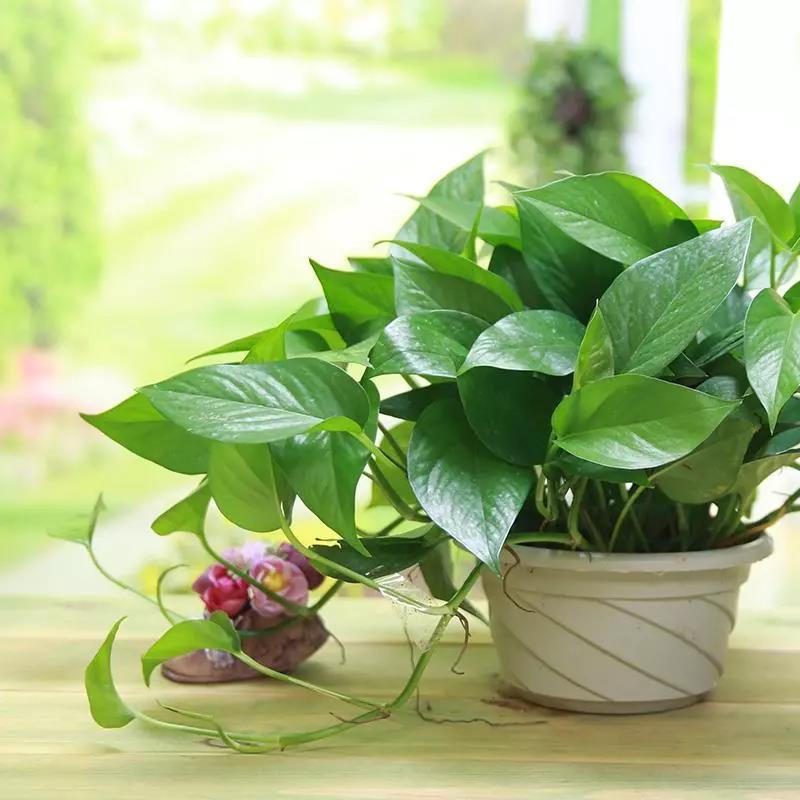常见50种室内绿化植物，简单说一下在家适合养那些植物呢