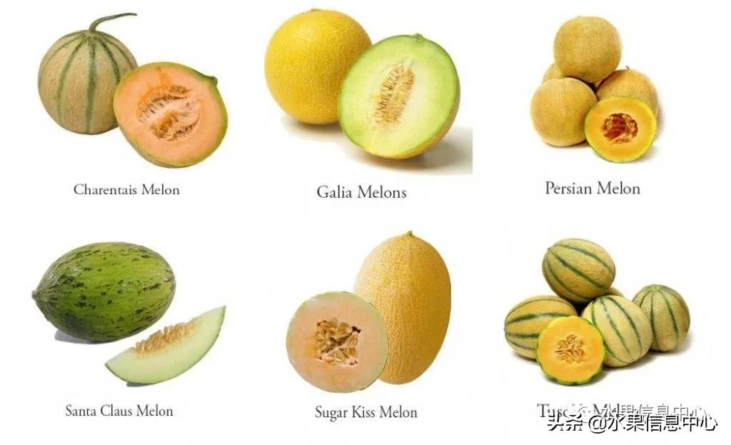 甜瓜和哈密瓜的区别，甜瓜和哈密瓜是一种吗
