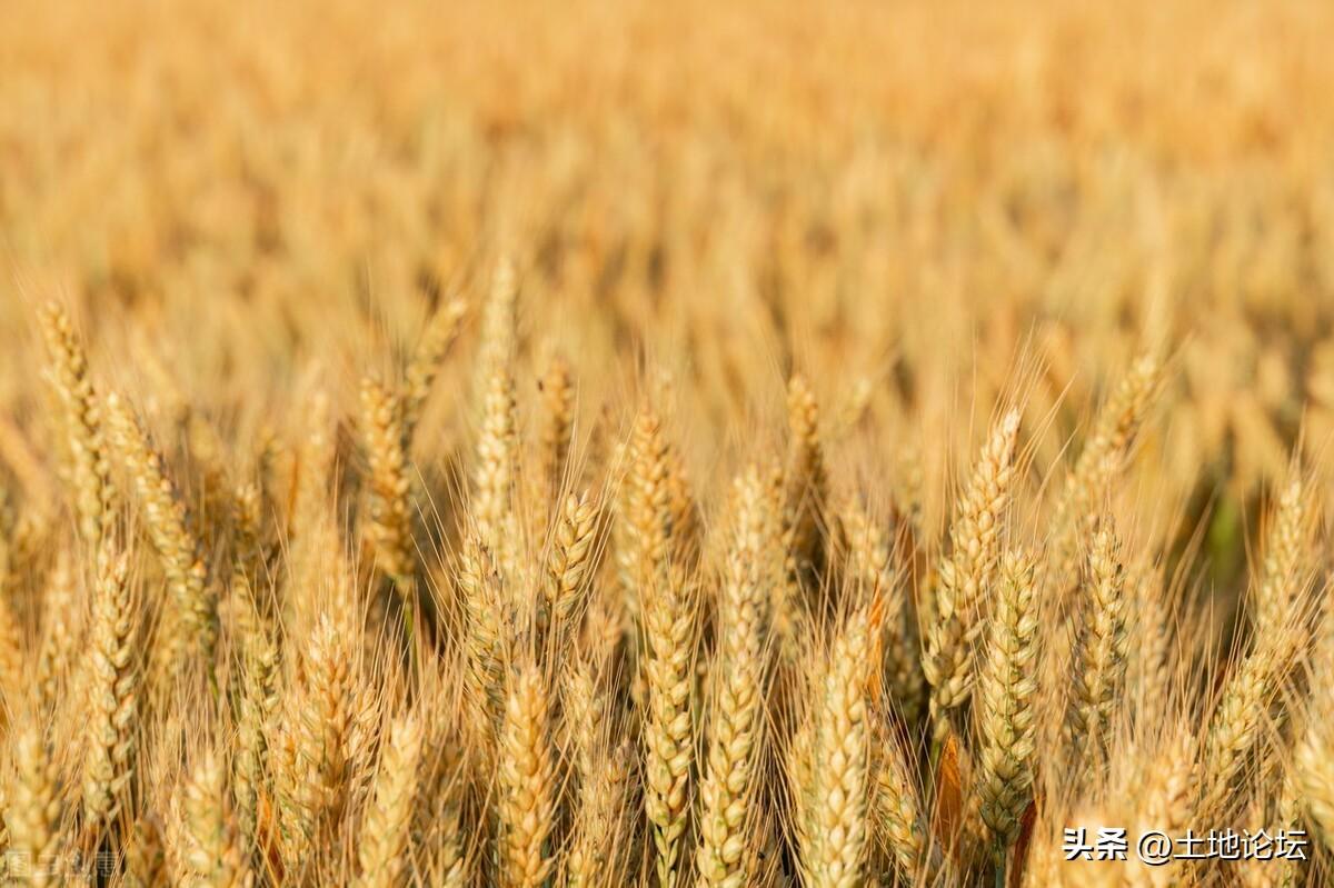 小麦最低保护价是多少？2023年小麦最低收购价格
