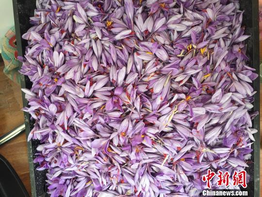 藏红花原产地是哪，藏红花产自哪个国家