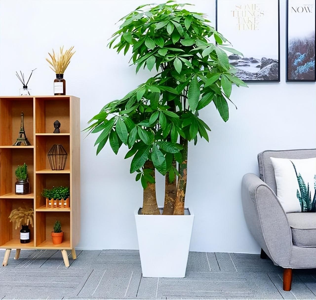 室内大绿植什么最好养，室内屋里养的大型绿植