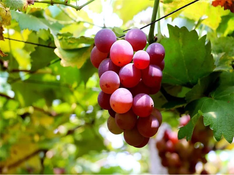 葡萄苗哪个品种最好，常见的几个葡萄种类介绍