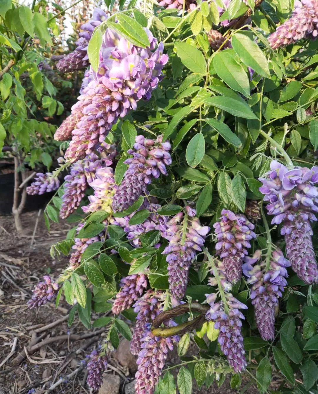 紫藤花哪个品种最漂亮，什么紫藤花最好看