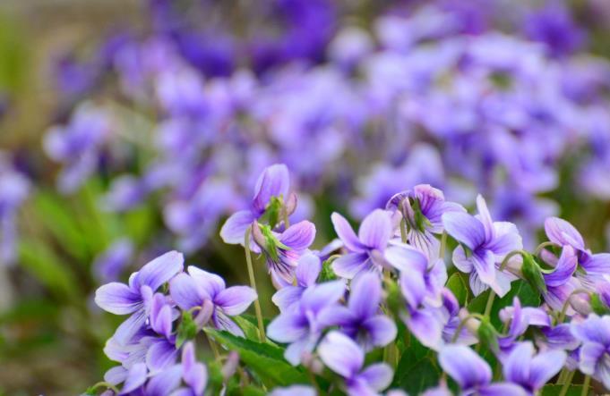 紫花地丁花语是什么，紫花地丁又叫什么