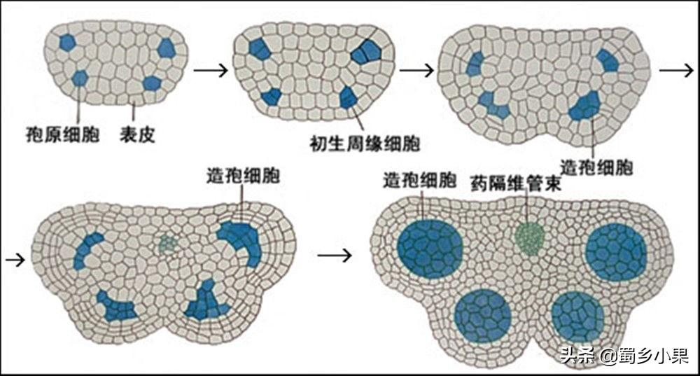 被子植物的开花过程图（被子植物胚胎发育过程详解）