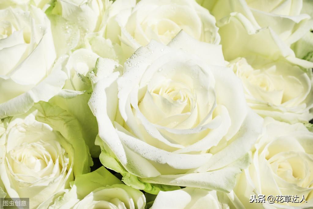 白玫瑰花语是什么意思？了解白玫瑰象征的寓意