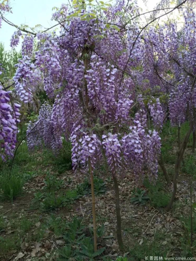 紫藤哪个品种最好，比较常见的几大紫藤介绍