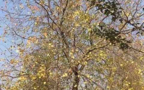 乌叶树怎么种植，乌叶树的栽培方法介绍