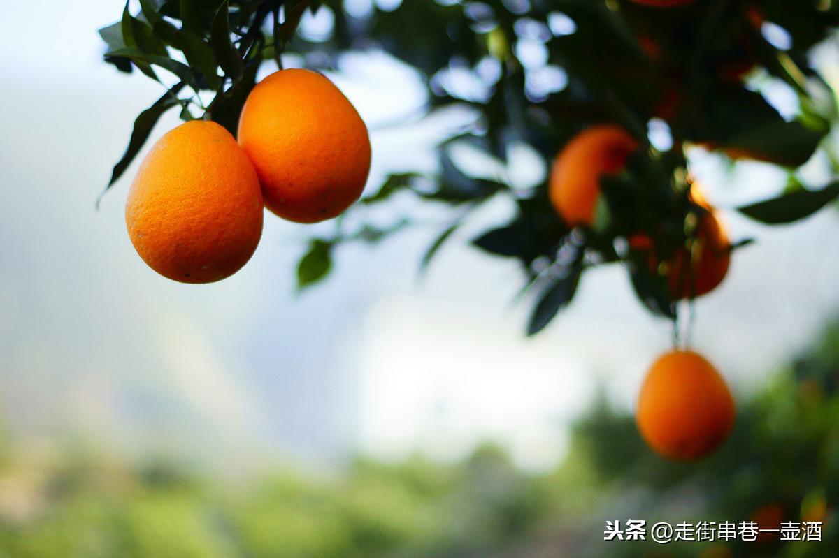 冰糖橙的主要产地在哪，介绍几个大家熟知的冰糖橙生产地
