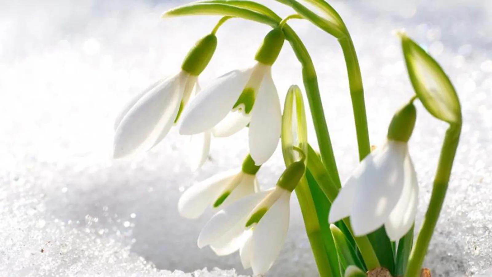 雪滴花的花语是什么，雪滴花的花期是哪个季节