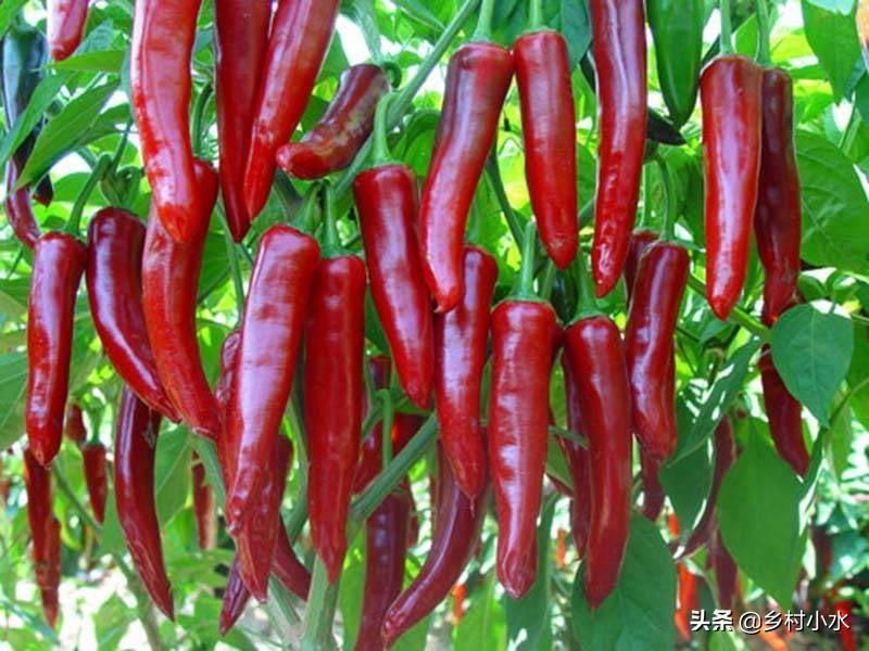 辣椒用什么肥料才能高产?辣椒施肥用哪种产量高