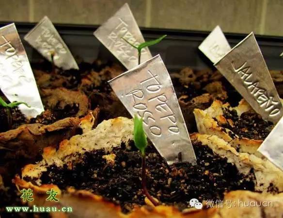手工制作植物标牌，用植物作一个创意标签的步骤