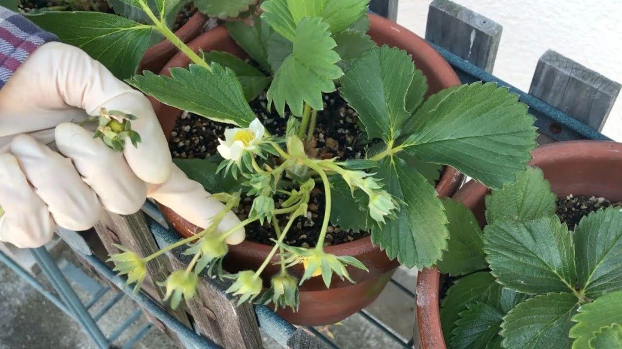 在家阳台怎么种植草莓（阳台栽培草莓的时间和注意事项）