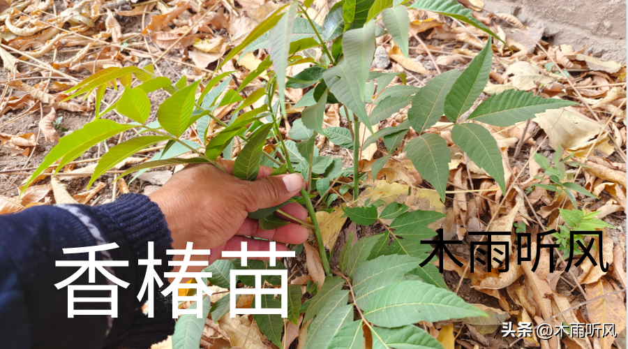 椿菜种植时间和方法， 椿树什么时候栽种最合适