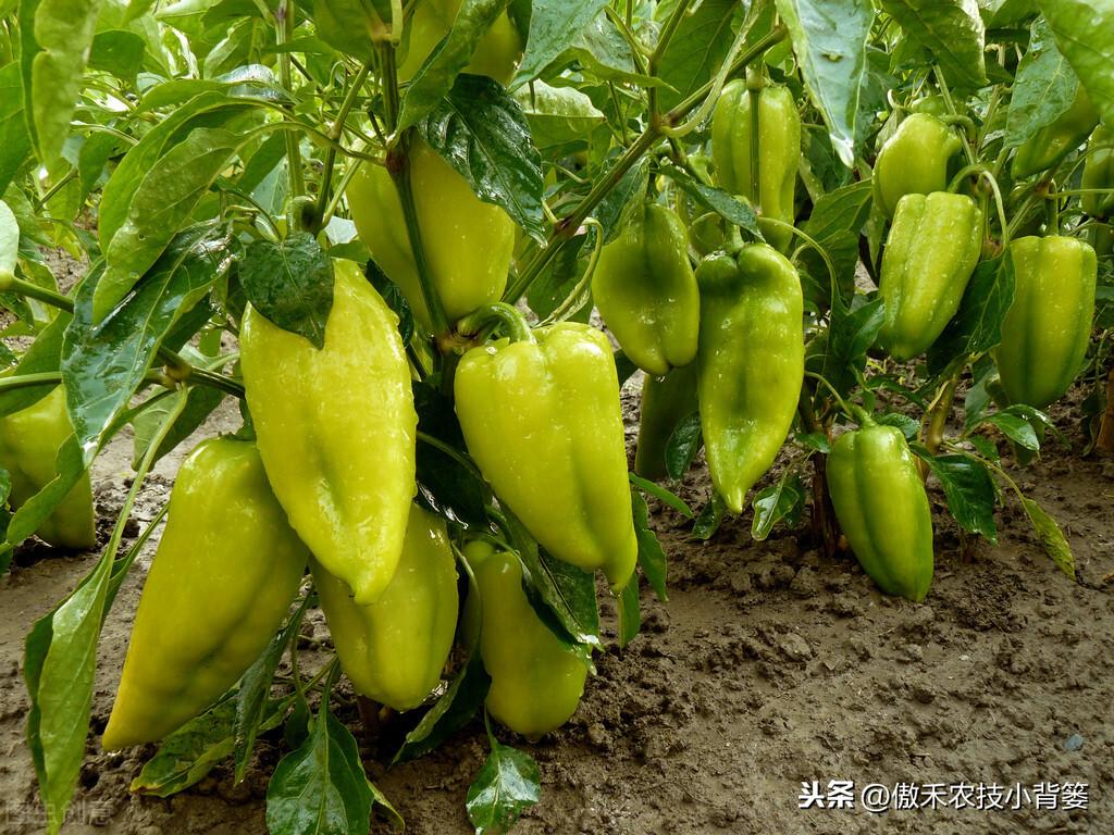 辣椒种植与管理技术，辣椒的栽培方法和注意事项