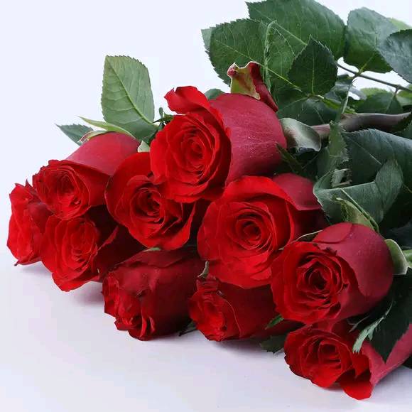 卡罗拉玫瑰花语是指什么，卡罗拉玫瑰的养护方法