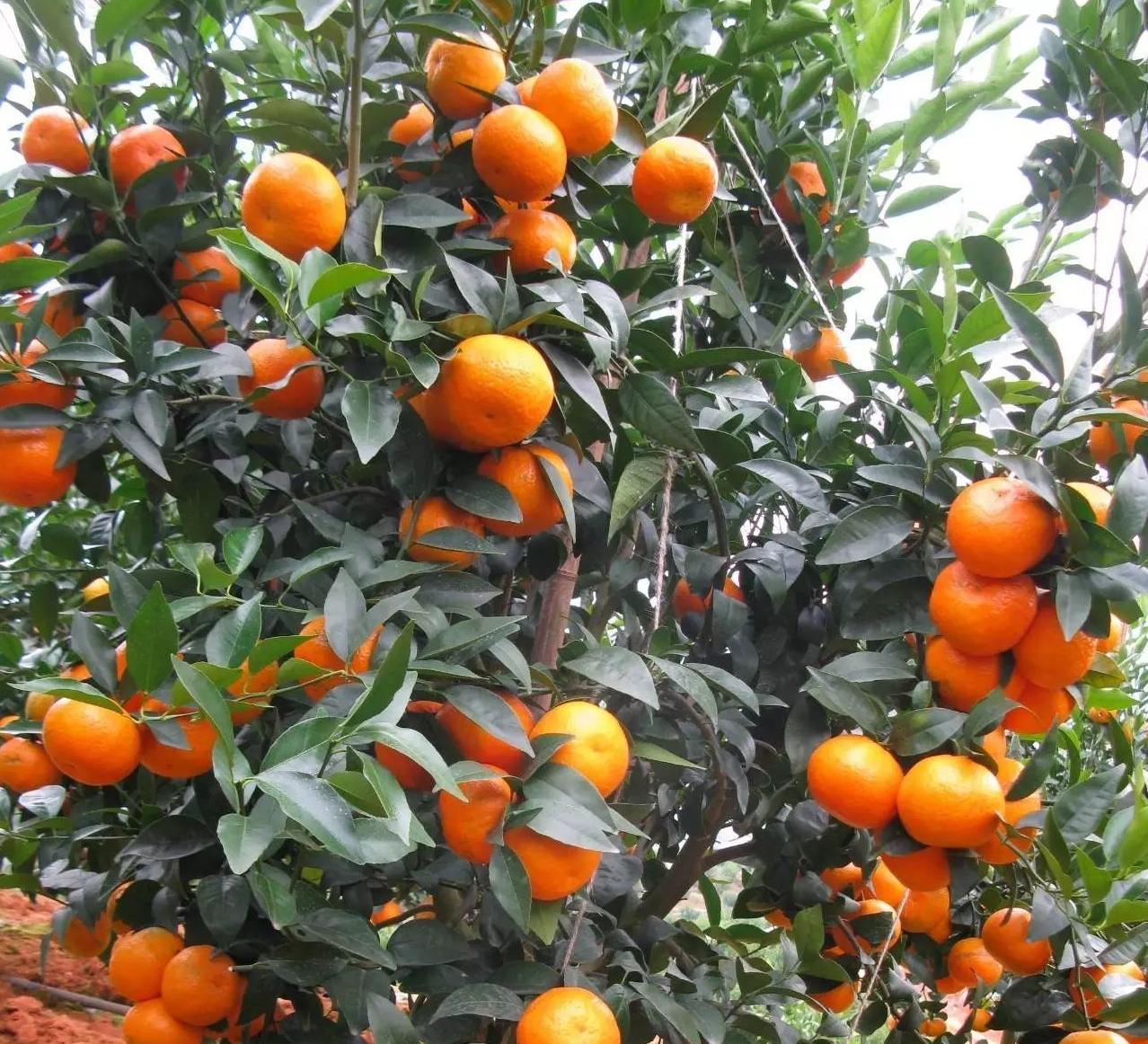 桔子树的品种有哪些？橘子树比较好的品种大全