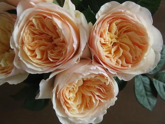 最贵的玫瑰花品种，高档的玫瑰花有哪些