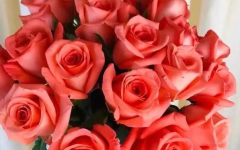 影星玫瑰花语是什么，影星玫瑰有哪些寓意